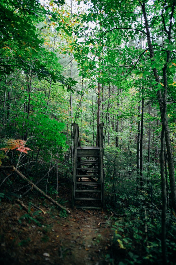 Old Stair Bridge In Green Woods