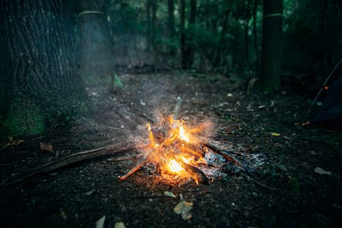 Free High angle of firewood burning in orange campfire among green trees in forest Stock Photo