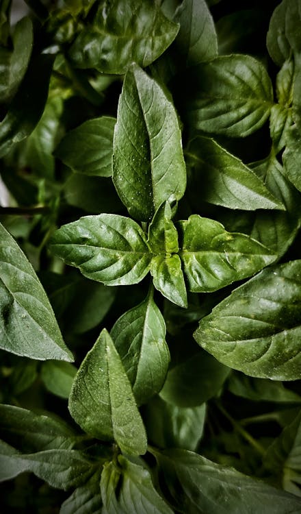 Green Basil Leaves in Close-up Photography