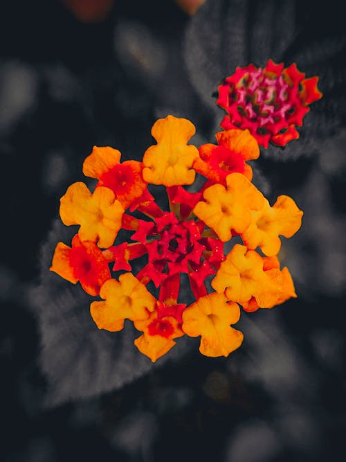 Безкоштовне стокове фото на тему «барвисті квіти, жовта квітка, жовті квіти»
