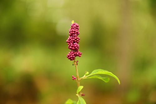 Free Close-up of vibrant purple berries with lush green background, showcasing nature's beauty. Stock Photo