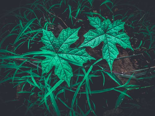 Free stock photo of big leaf, color green, forest