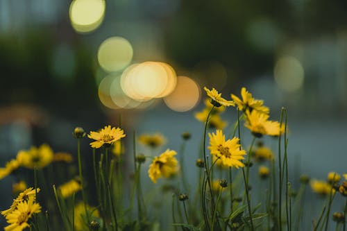 Free Yellow Flowers in Tilt Shift Lens  Stock Photo