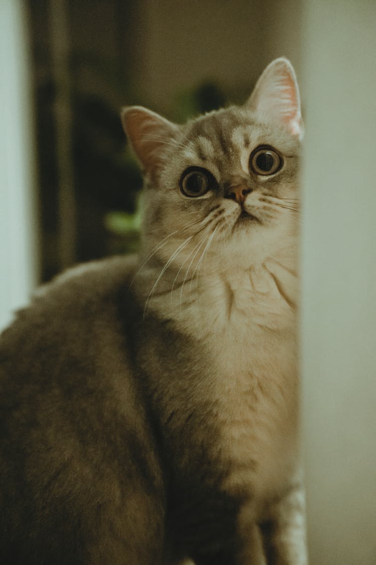 Cute Cat Looking From Behind Door