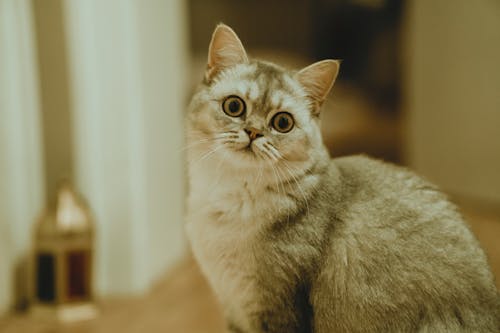 Free Portrait of Funny Fluffy Cat Stock Photo