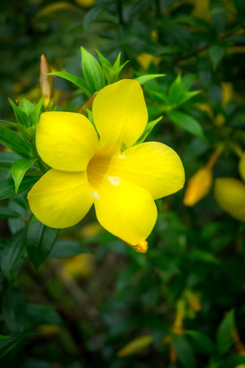 Free stock photo of beautiful flowers, flower, glow