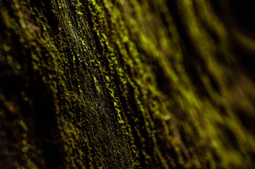 セレクティブフォーカス, 緑の苔, 蛾の無料の写真素材