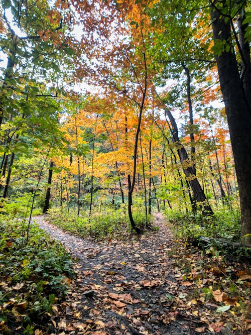 Foto d'estoc gratuïta de arbres, bosc, Camí