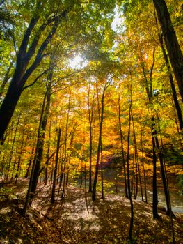 Serene autumn forest view with sunlight filtering through golden leaves.