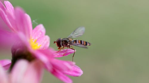 Free stock photo of flower, hoverfly, insect