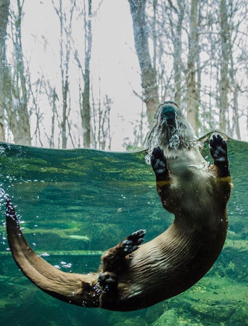 Otter Swimming in a Tank 