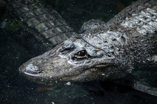 Free stock photo of alligator, alligator photography, toronto zoo