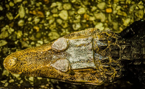 Free stock photo of alligator, alligator photography, toronto zoo