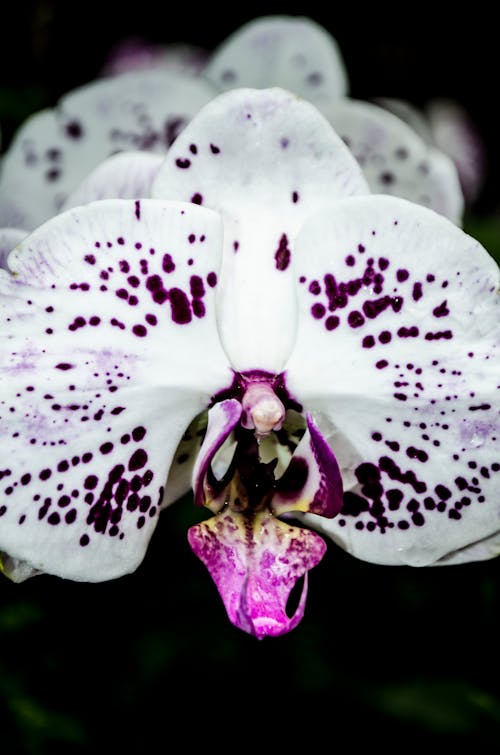 Free stock photo of flower photography, orchid, orchid photography