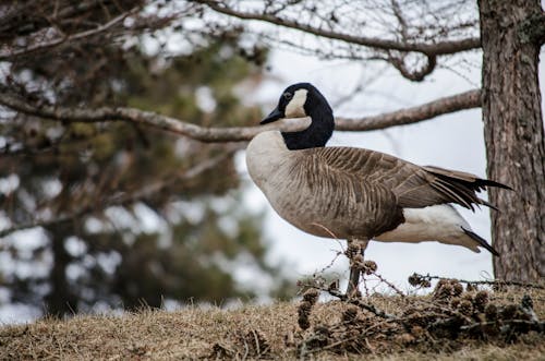 Free stock photo of canada goose, canadian goose, goose
