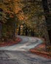 Gray Concrete Road in Between Trees