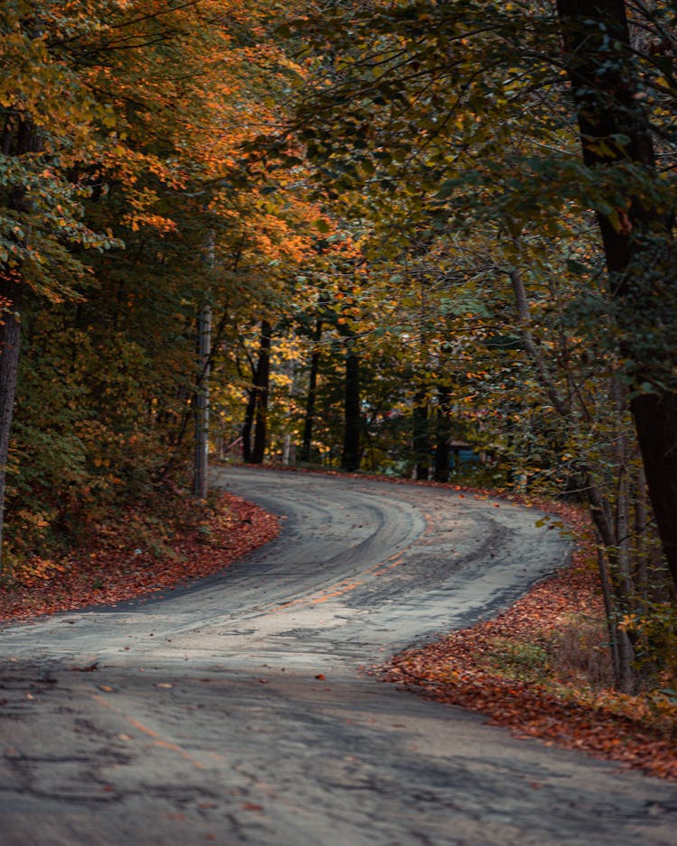 Gray Concrete Road In Between Trees