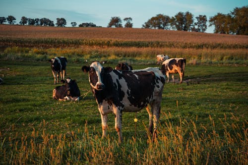 奶牛, 牲畜, 田 的 免費圖庫相片