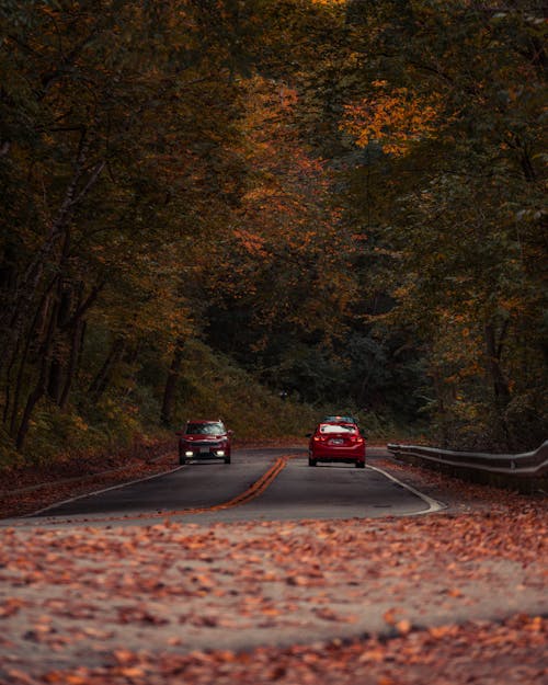 Imagine de stoc gratuită din arbori, asfalt, autoturisme