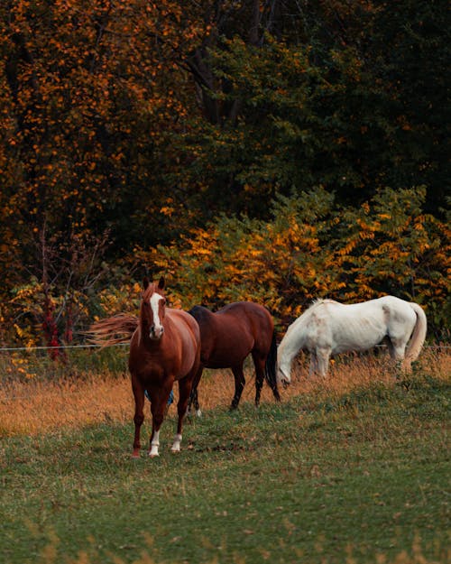 бесплатная Бесплатное стоковое фото с домашний скот, за городом, лошади Стоковое фото