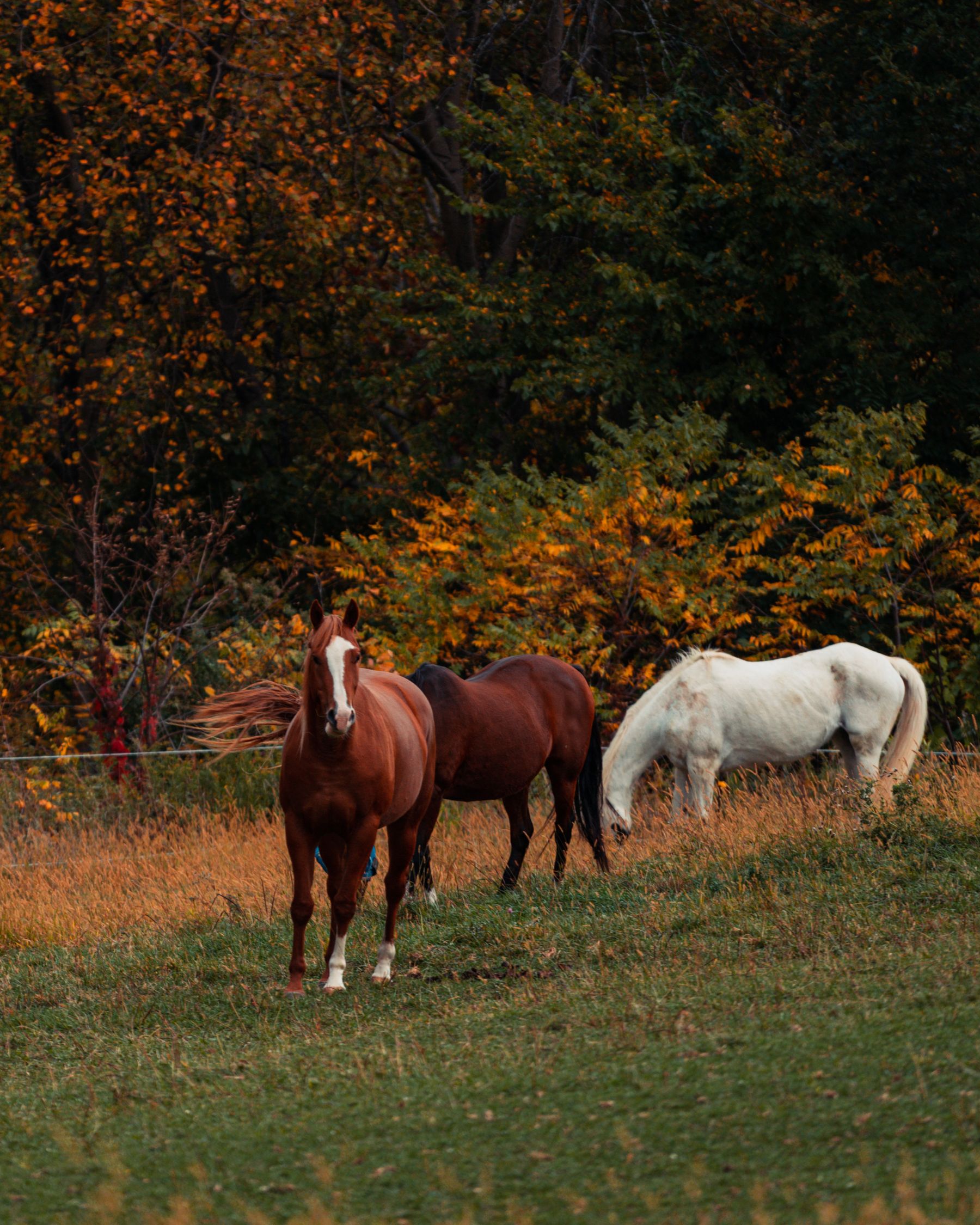 Horses at an equestrian farm