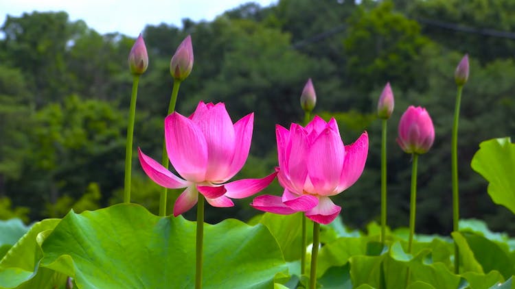 Shallow Focus Of Pink Indian Lotus Flowers