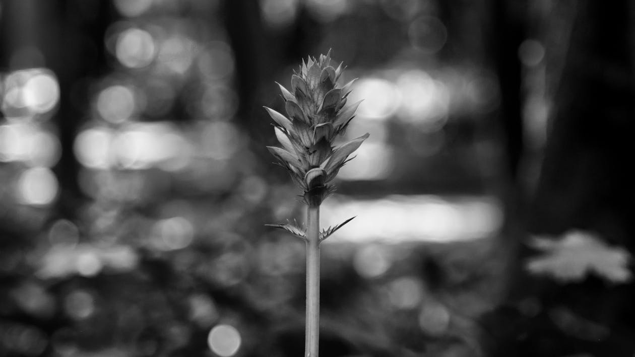 Free stock photo of black and white, ecology, flowers