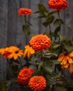 Yellow Flowers With Green Leaves