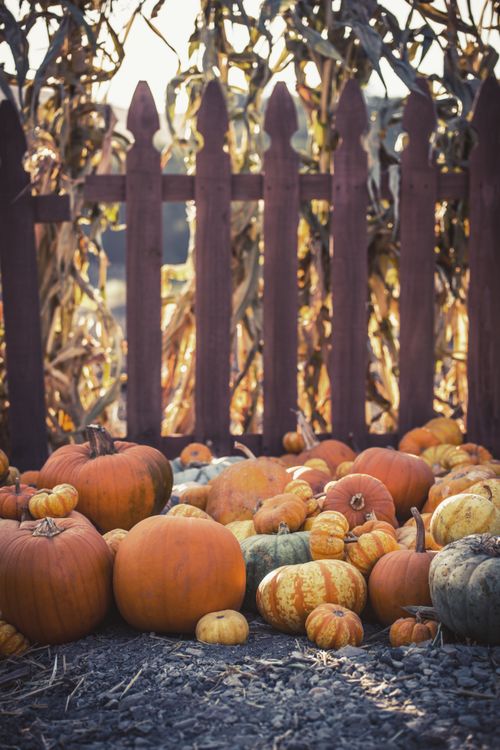 Free A serene display of pumpkins against a wooden fence during fall, showcasing autumn's rich harvest. Stock Photo