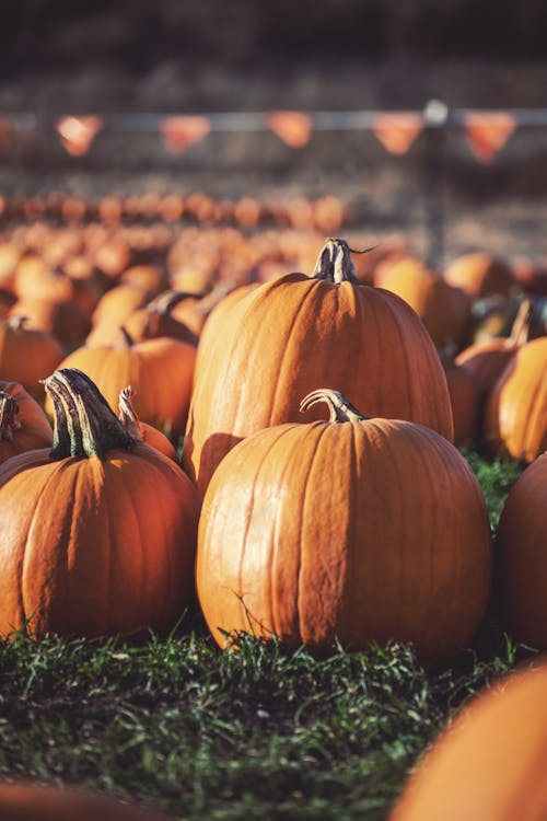 Orange Pumpkins on Green Grass