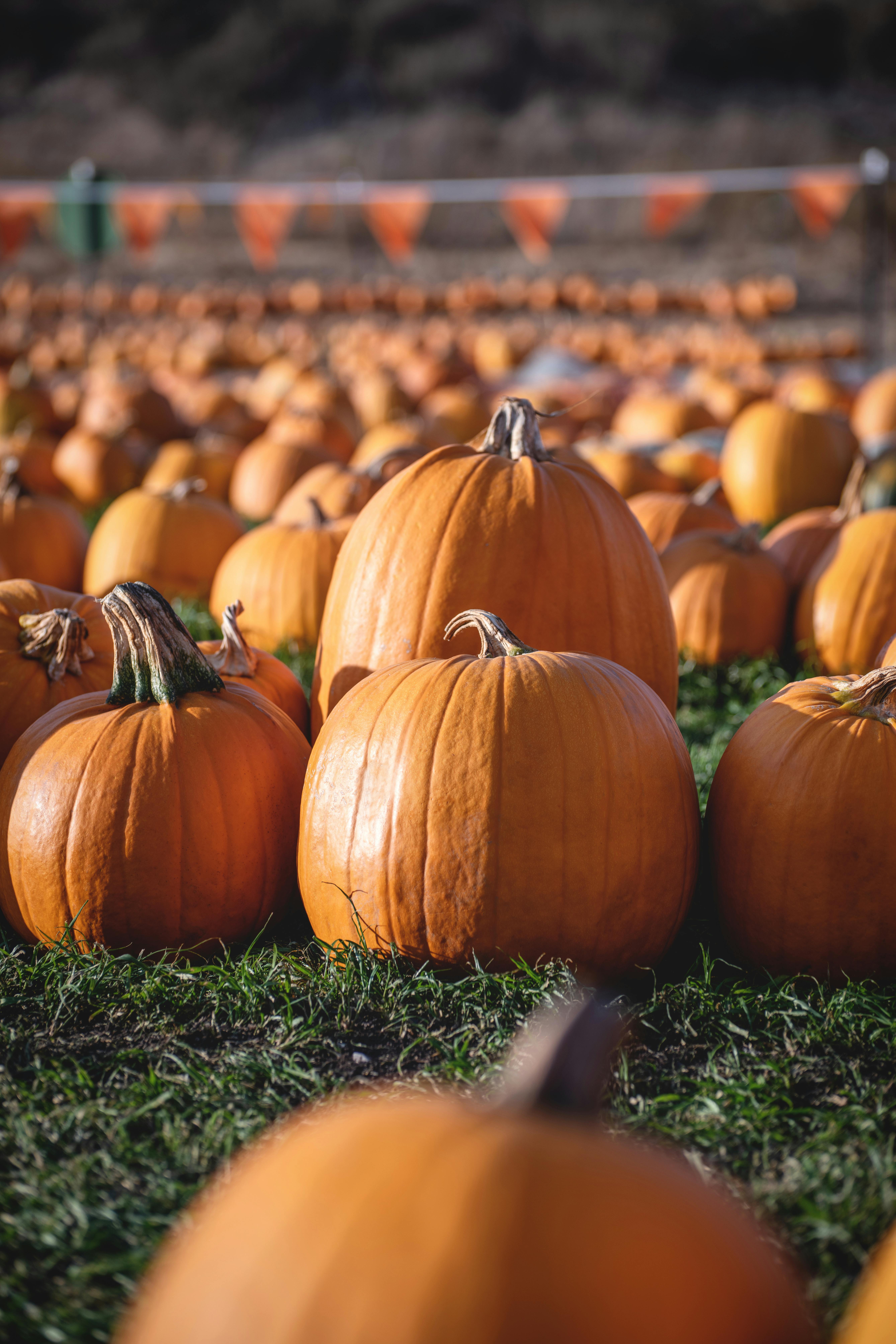 Pumpkin on Green Grass · Free Stock Photo Pumpkin on Green Grass · Free Stock Photo