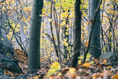 Free Trees in the Forest Stock Photo