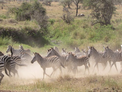 Zebra on Brown Grass Field