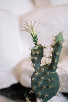 室内仙人掌的景观细节，开着白花，长着锋利的刺