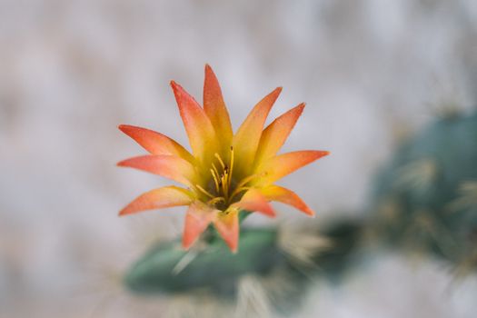这是一朵盛开的橙色仙人掌花的特写，背景模糊，令人惊叹