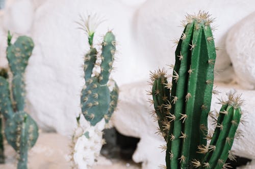 Close-Up Photo of Cactus