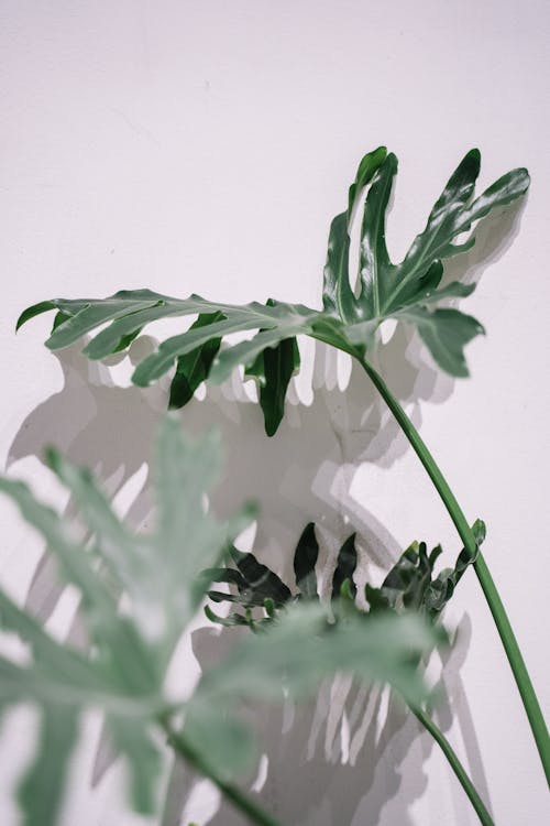 Free Plants Leaves on White Studio Background Stock Photo