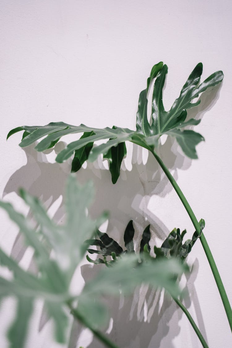 Plants Leaves On White Studio Background