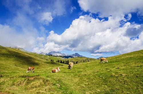 Gratuit Imagine de stoc gratuită din agricultură, Alpi, animal Fotografie de stoc