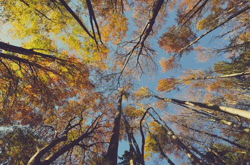 Free Worm's-eye View of Trees Stock Photo