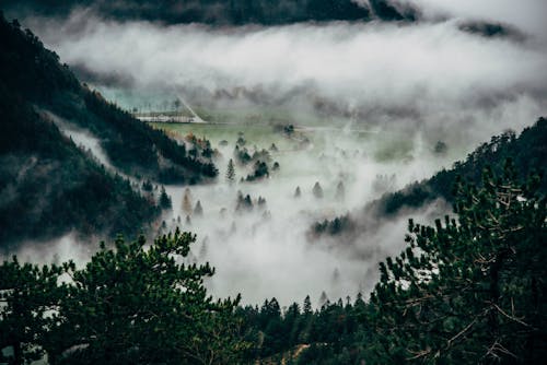 Drzewa Zakrywają Mgły
