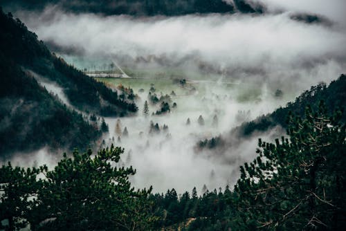 Bäume Bedecken Mit Nebel