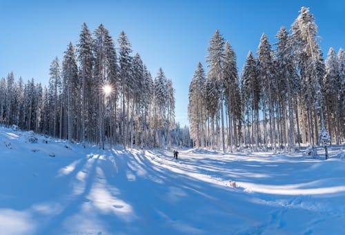 Foresta Dalle Foglie Verdi