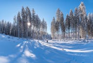在白雪皑皑的森林中探索宁静之美，阳光洒满松树，天空晴朗