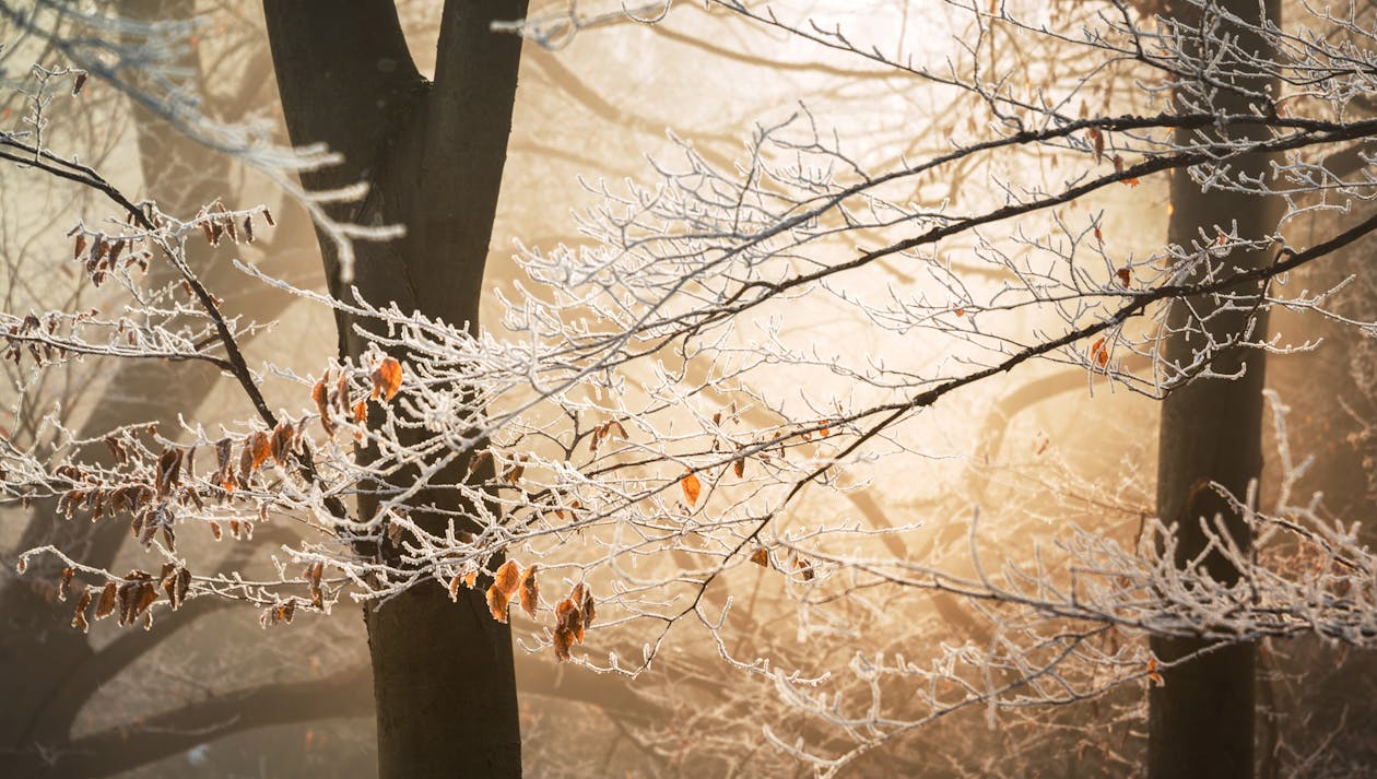 Frost Trees