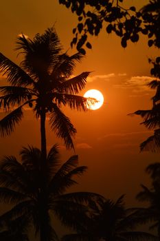 Stunning palm tree silhouettes against a vibrant sunset sky in Kerala, India.