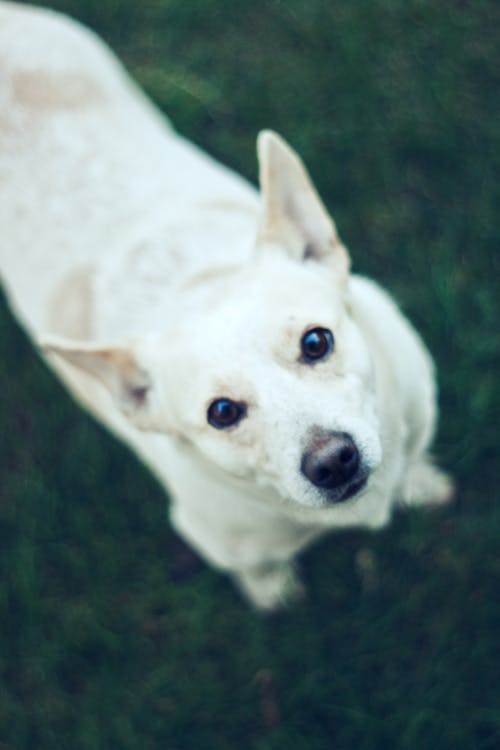 Kostenloses Stock Foto zu haustier, hund, tier