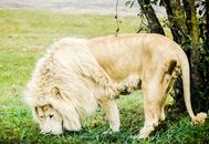 Brown Lion Walking on Green Grass Field