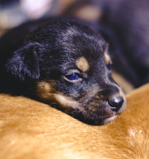 개, 귀여운, 동물 포트레이트의 무료 스톡 사진