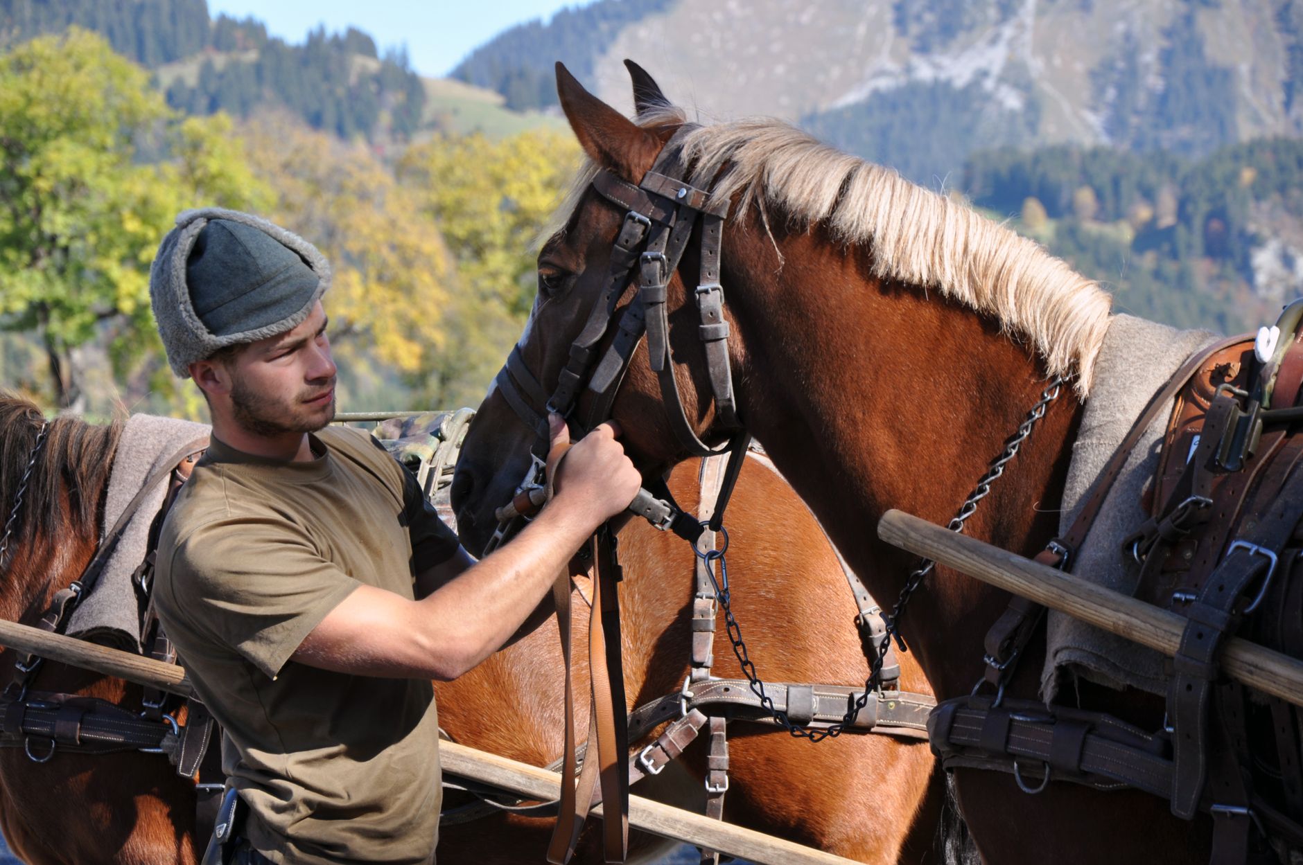 Man tending to working horse in scenic Swiss mountains, autumn setting.